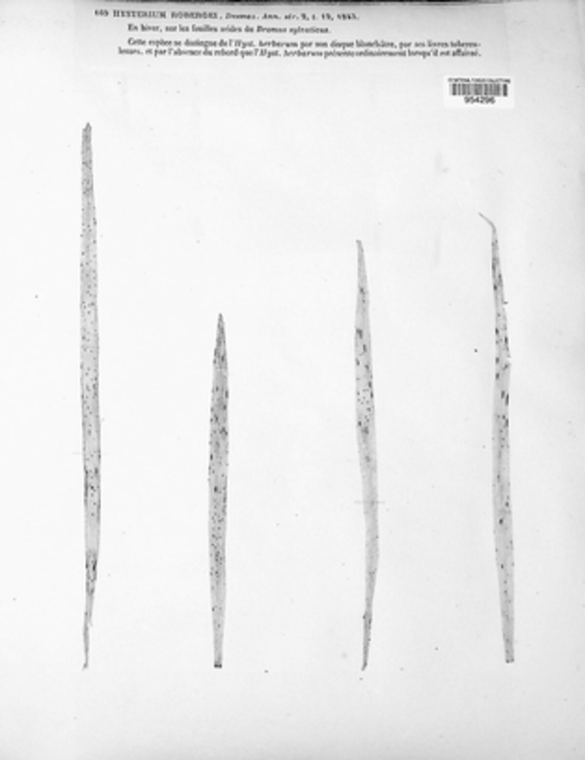 Hysterium robergei image